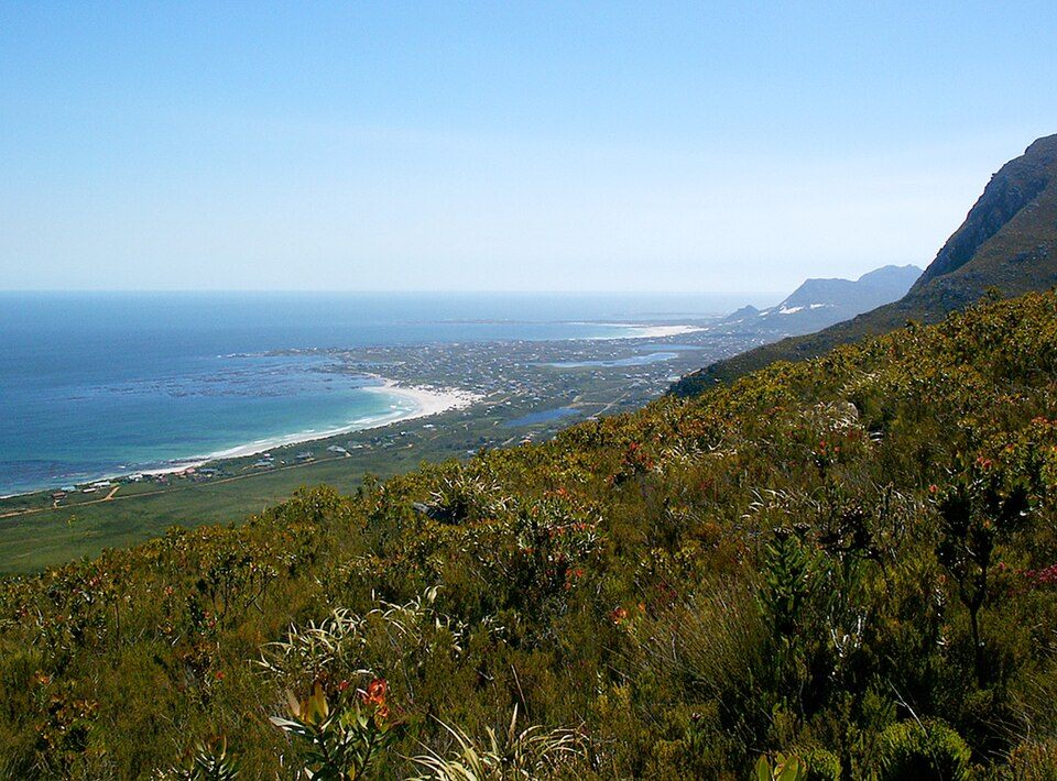 Stony Point penguin colony at Betty's Bay
