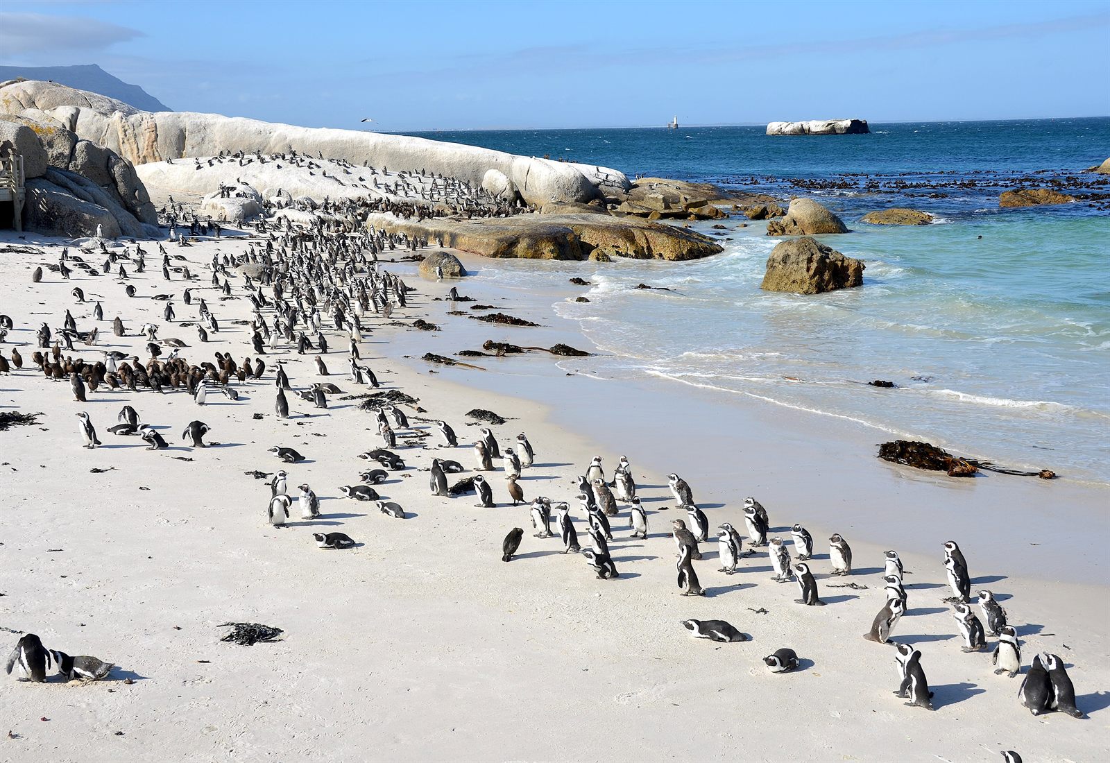 African penguins at Boulders Beach