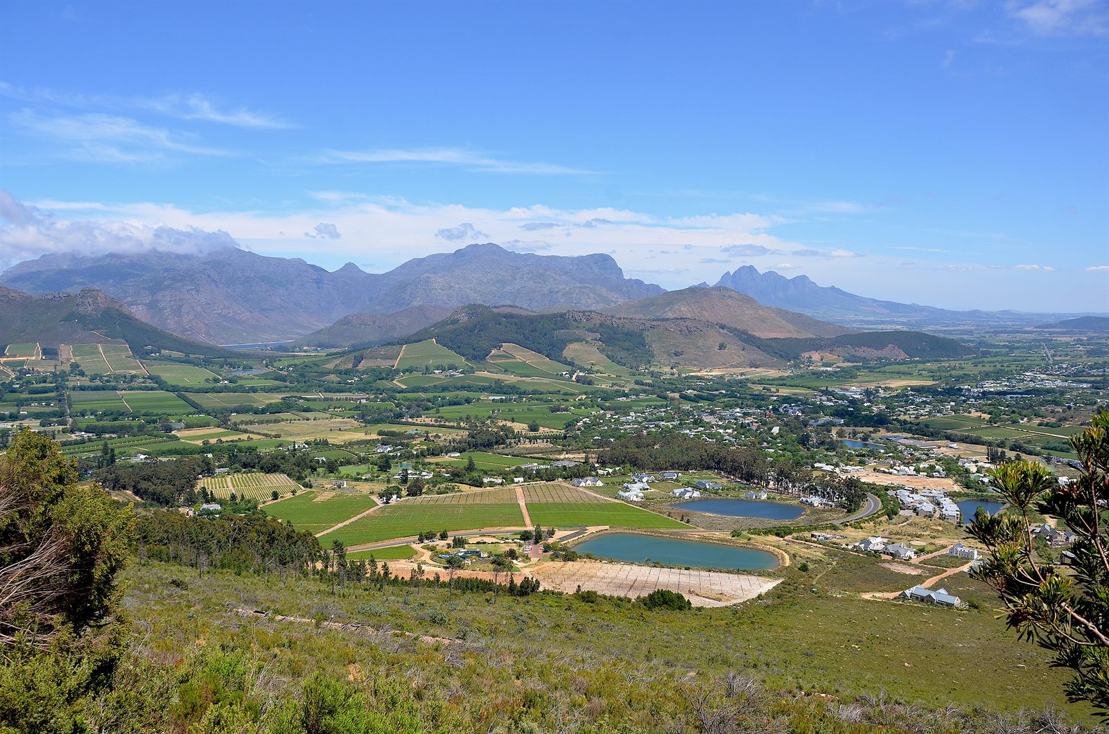 Vineyards in the Cape Winelands