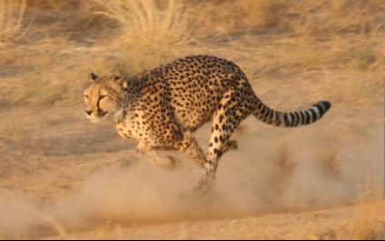 Cheetah at a Cape conservation reserve