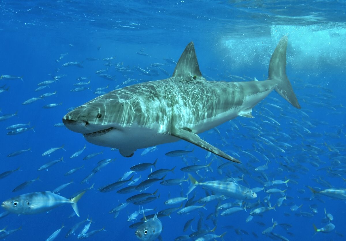 Shark cage diving in Gansbaai